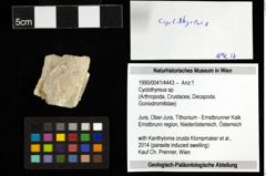 Foto (Objekt + Etiketten) von Cyclothyreus sp. 